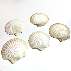 Set Of 5 Natural Vintage Clam Shells Seashells Servers